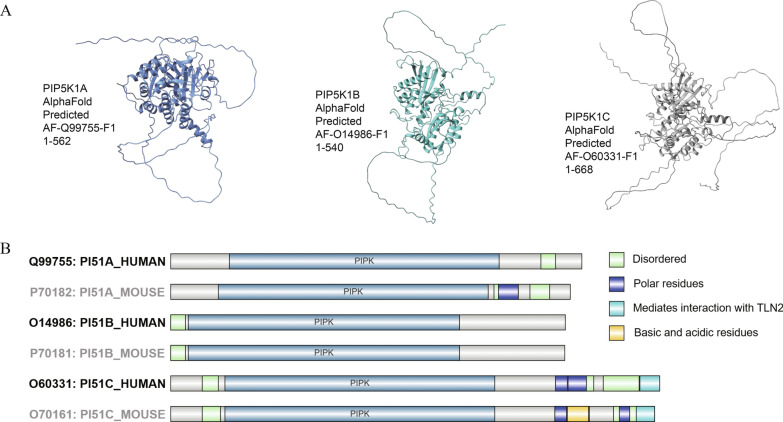 Implicates of PIP5K1α in asthma-related biological processes: insights into mechanisms and therapeutic potential.