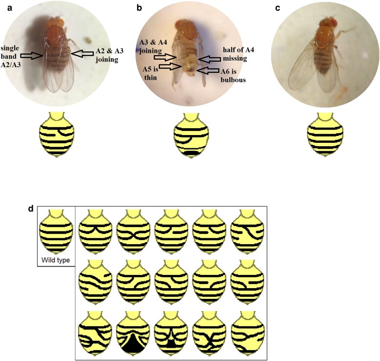 Alleles of Chaser, a dominant modifier of the Drosophila melanogaster foraging gene, are consistent with variegating alleles of the heterochromatic gene spookier.