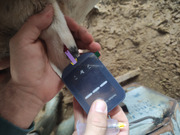 Comparative Evaluation of Different Blood Collection Sites for the Assessment of Beta-Hydroxybutyric Acid Concentrations Using a Handheld Meter in Sheep.