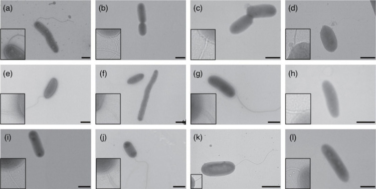 Diverse biofilm-forming <i>Sphingomonadaceae</i> represent twelve novel species isolated from glaciers on the Tibetan Plateau.