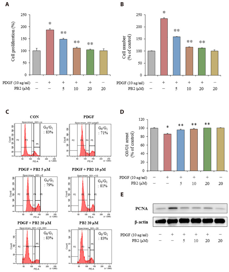 Procyanidin B2-induced LKB1-AMPK activation mitigates vascular smooth muscle cell proliferation through inhibition of mTOR signaling.