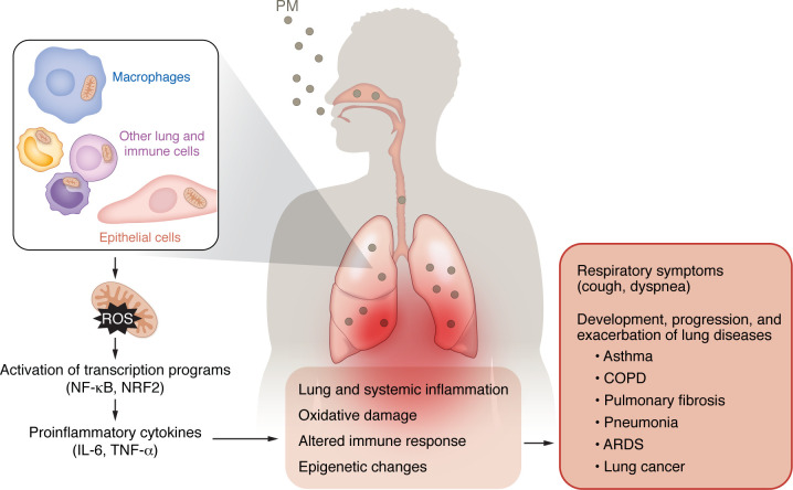 Particulate matter air pollution: effects on the respiratory system.