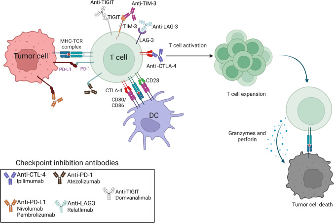 Evolving therapeutic strategies in glioblastoma: traditional approaches and novel interventions.