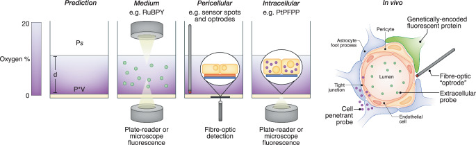 Making sense of oxygen sensing.