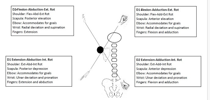 Proprioceptive Neuromuscular Facilitation for the Upper Extremity and Scapula: Review and Update on Rehabilitation of Shoulder Pathology.