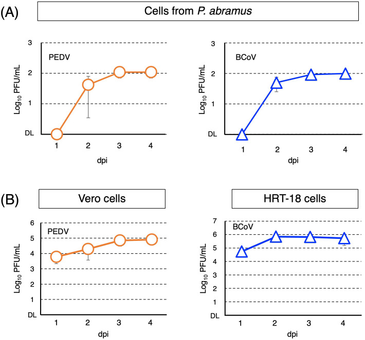 Infection of animal coronaviruses into a bat cell line from the kidney of Pipistrellus abramus.