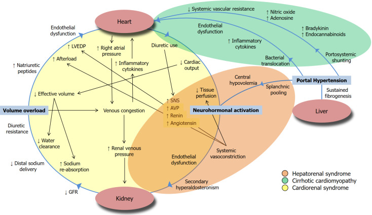 Expanding the boundaries of kidney replacement therapy in patients with liver failure.