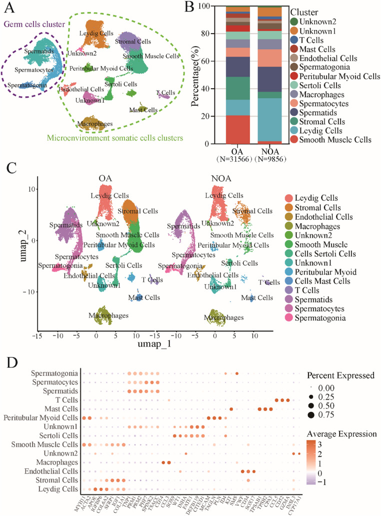 The transcriptional regulation of NUPR1 expression by MYC is implicated in the regulation of ferroptosis in human spermatogonial stem cells.