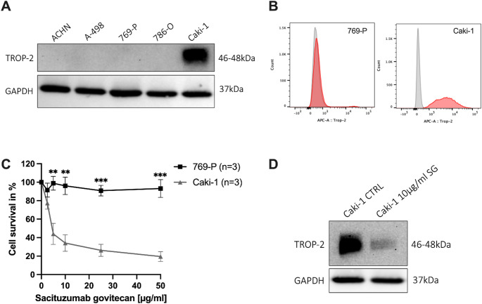 TROP-2 overexpression in papillary renal cell carcinoma supports its potential as a therapeutic target for antibody-drug-conjugate therapy.