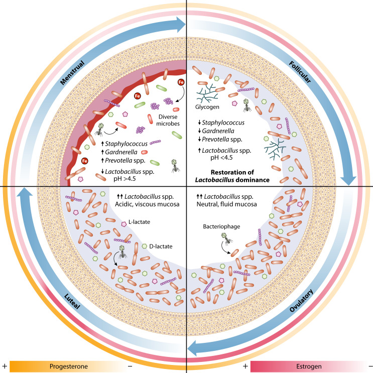 Exploring the vaginal ecosystem: insights into host-microbe interactions and microbial community dynamics.