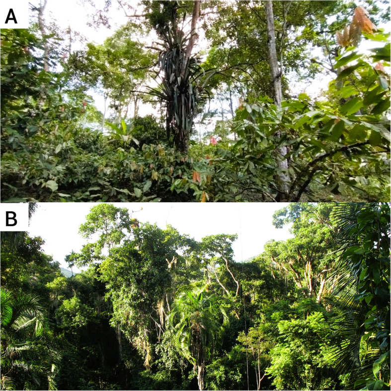 The role of Cacao agroforests in the genetic conservation of Cariniana legalis, an emblematic species of the atlantic forest.