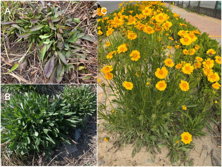 The complete chloroplast genome of <i>Coreopsis lanceolata</i> L. and its phylogenetic analysis.