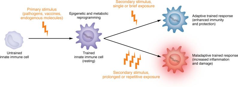 Maladaptive trained immunity in viral infections.