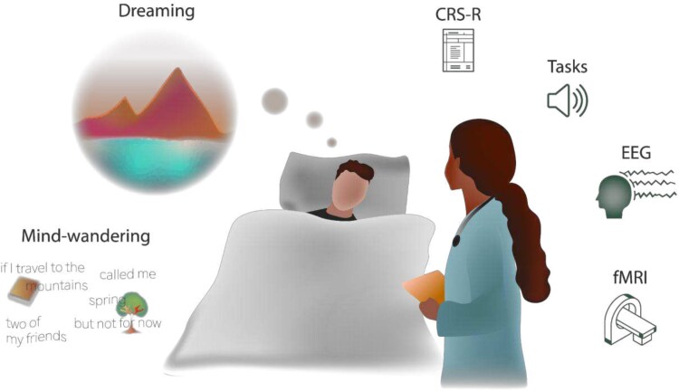 Do individuals with disorders of consciousness dream and mind wander? Implications for improving diagnosis and understanding patient wellbeing.