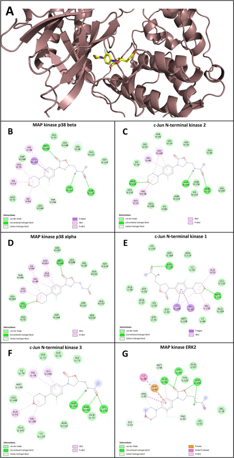 Linezolid mitigates tissue injury in experimental model of pediatric testicular torsion: TLR-4/MAPK/NF-κB involvement.
