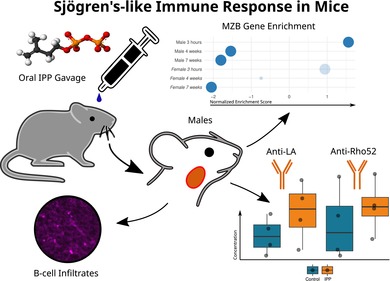 Sex Dependent and Sjögren Disease Like Immune Responses Against Phosphoantigens in Balb/C Mice.