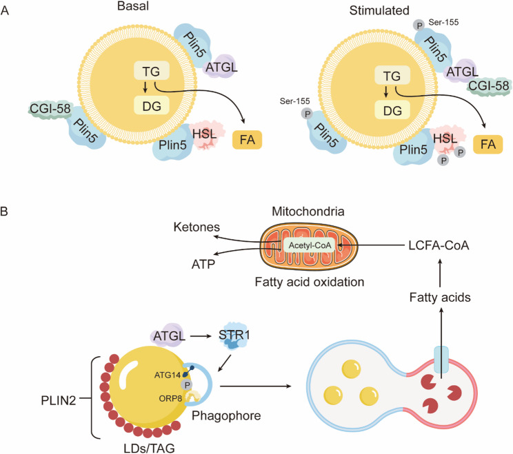 Lipid overload meets S-palmitoylation: a metabolic signalling nexus driving cardiovascular and heart disease.