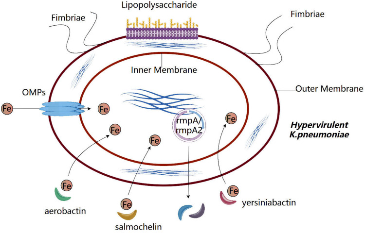 Hypervirulent Carbapenem-resistant <i>Klebsiella pneumoniae</i> Infection: Epidemiology, Virulence, Resistance, and Treatment.