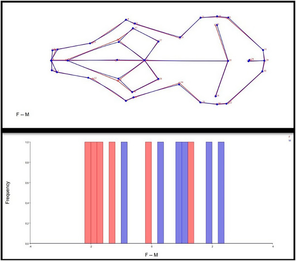 Rabbit Skull Shape: Three-Dimensional Geometric Morphometric Analysis.