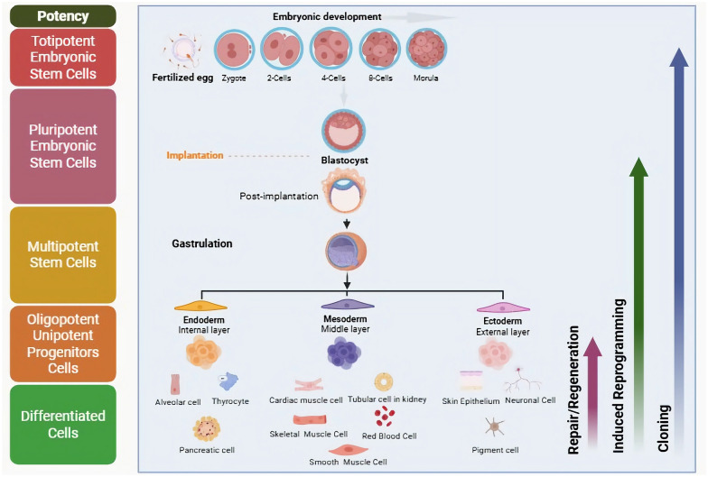 Current status and new horizons in stem cell therapy in cardiovascular regenerative medicine (CaVaReM): an update.