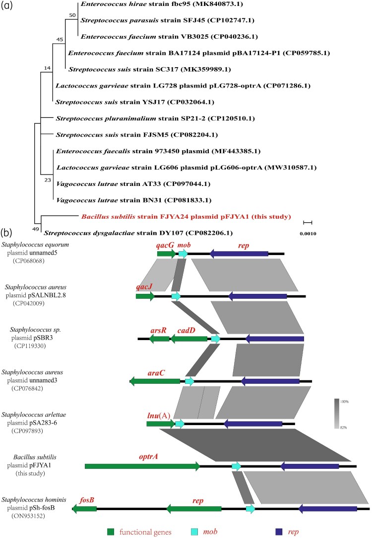 Characterization of multiresistance gene optrA in Bacillus subtillis from China.