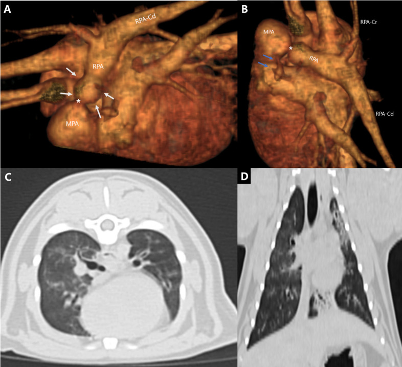 Successful balloon angioplasty of right pulmonary coarctation with left pulmonary artery interruption in a cat: a long-term outcome follow-up case report.