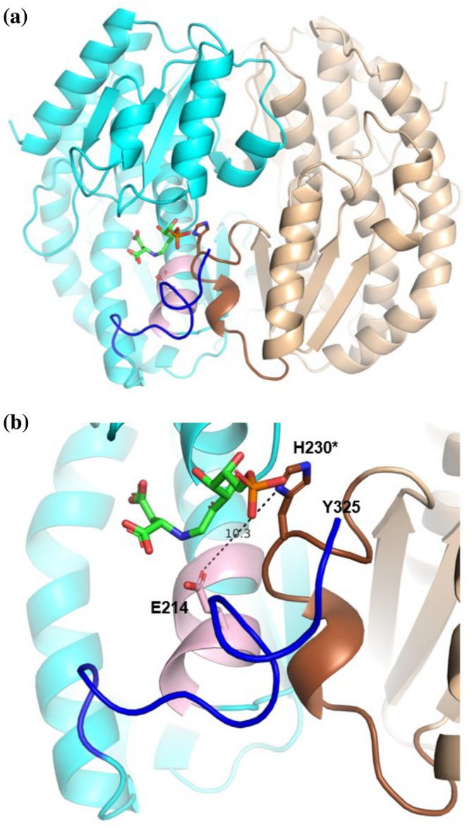 Crystal structures of Salmonella enterica FraB deglycase reveal a conformational heterodimer with remarkable structural plasticity at the active site.