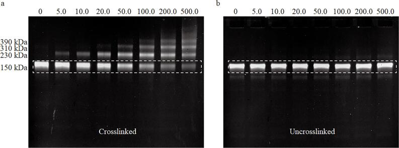 [A protein-specific quantitative detection method based on polyacrylamide gel electrophoresis and online fluorescence imaging].