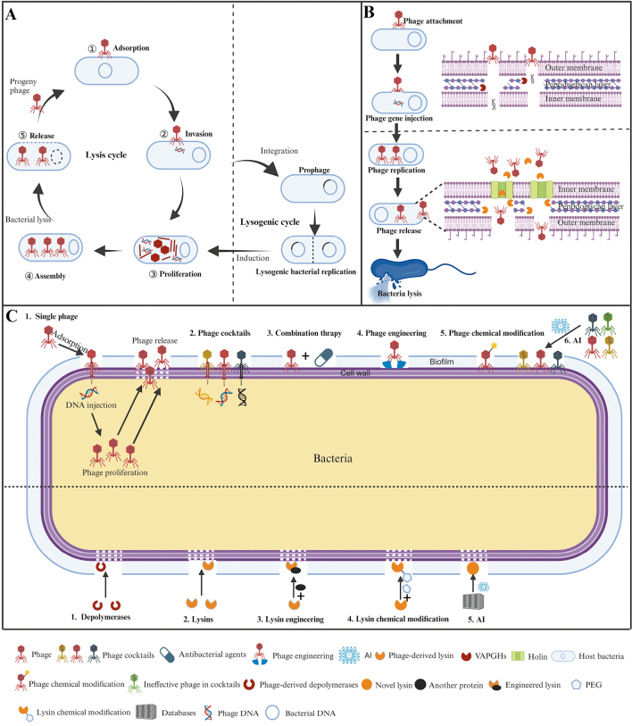 Phage and enzyme therapies in wound infections: From lab to bedside.