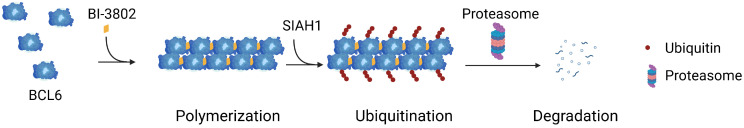 Small-Molecule-Induced Protein Polymerization: Mechanisms and Therapeutic Implications.
