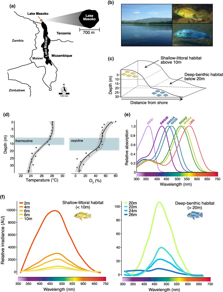 Rapid Divergence of Visual Systems and Signaling Traits to Contrasting Light Regimes During Early Speciation of African Crater Lake Cichlid Fish.