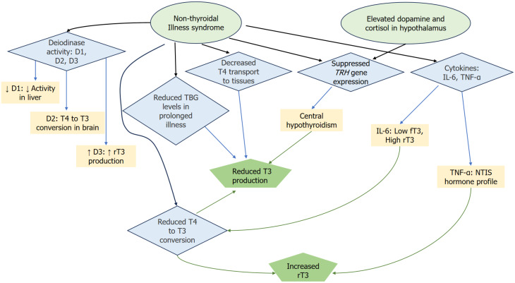 Critical illness-implications of non-thyroidal illness syndrome and thyroxine therapy.