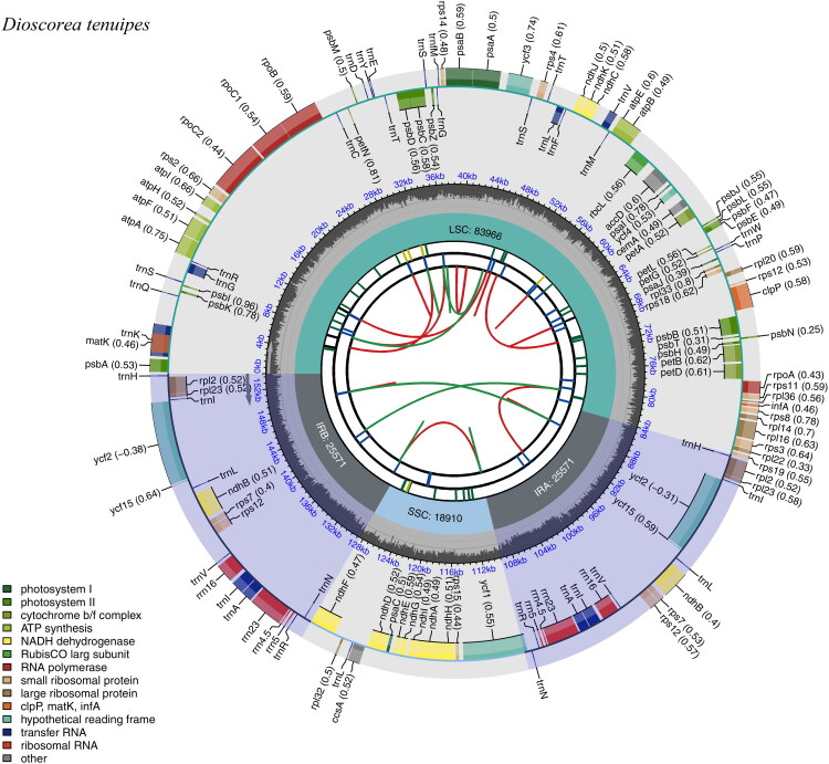 The complete chloroplast genome of <i>Dioscorea tenuipes</i> Franch. & Sav. and its phylogenetic analysis.