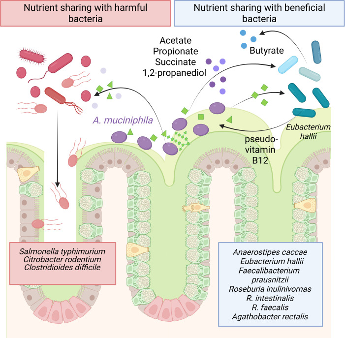 Breaking down barriers: is intestinal mucus degradation by <i>Akkermansia muciniphila</i> beneficial or harmful?