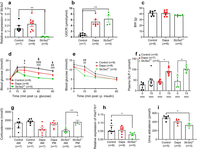 Effects of SGLT2 ablation or inhibition on corticosterone secretion in high-fat-fed mice: exploring a nexus with cytokine levels.