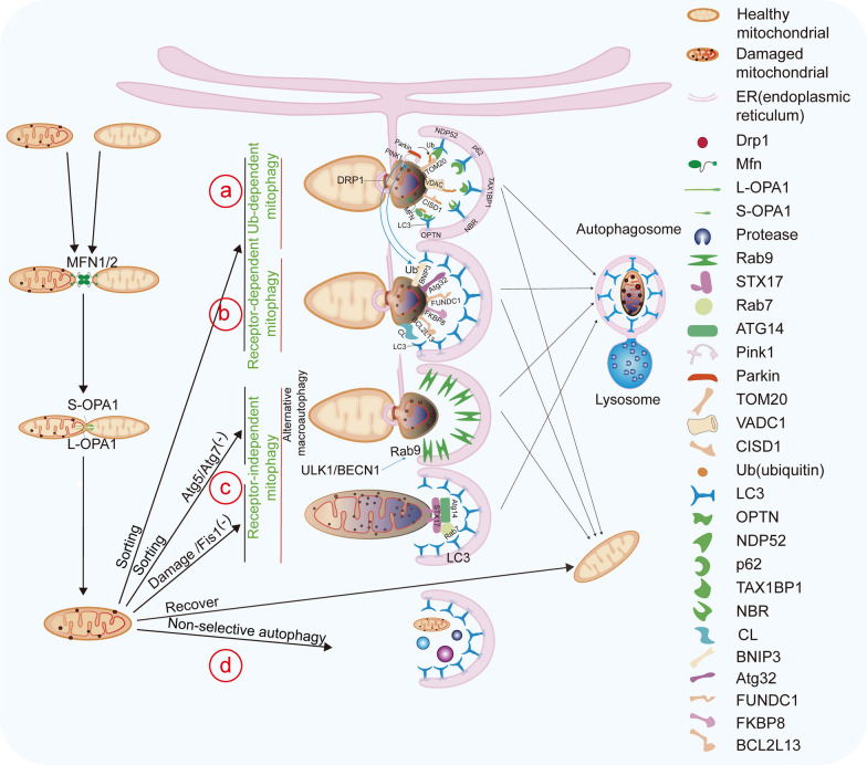Molecular mechanisms of mitochondrial quality control.