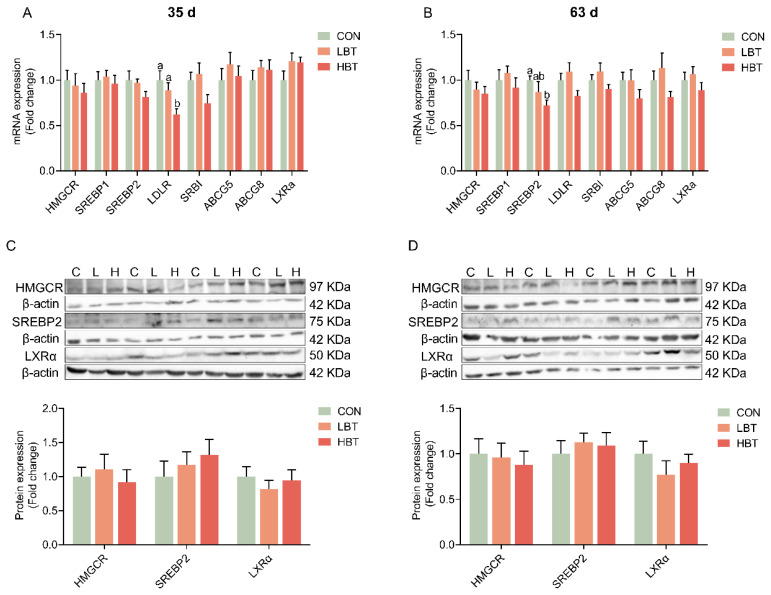 Parental betaine supplementation promotes hepatic conversion of cholesterol to bile acids in offspring goslings with epigenetic modulation of CYP7A1 gene.