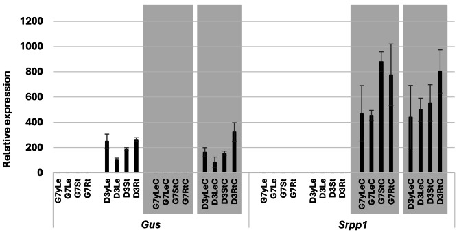 Characterization of Small Rubber Particle Protein 1 promoter from guayule (Parthenium argentatum).