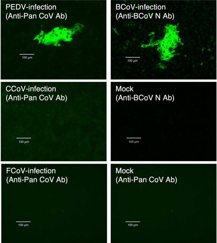 Infection of animal coronaviruses into a bat cell line from the kidney of Pipistrellus abramus.