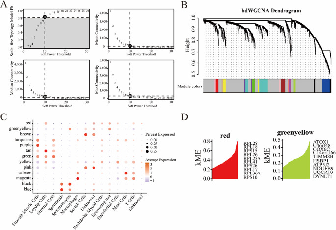 The transcriptional regulation of NUPR1 expression by MYC is implicated in the regulation of ferroptosis in human spermatogonial stem cells.