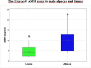 The Elecsys AMH Assay Is a Suitable Method to Detect Gonadal Tissue in Male Alpacas and Llamas.