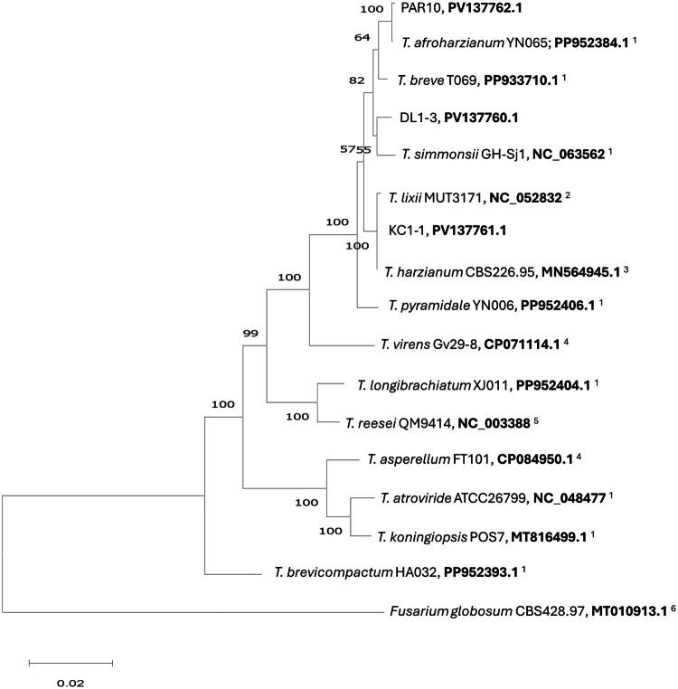 Complete mitochondrial genomes of biological control stains in the <i>Trichoderma harzianum</i> Rifai complex (strains DL1-3, KC1-1, and PAR10) isolated from Californian grapevines.