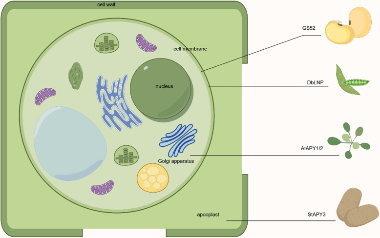 Apyrase in horticultural crops: insights into growth, stress adaptation and quality regulation.