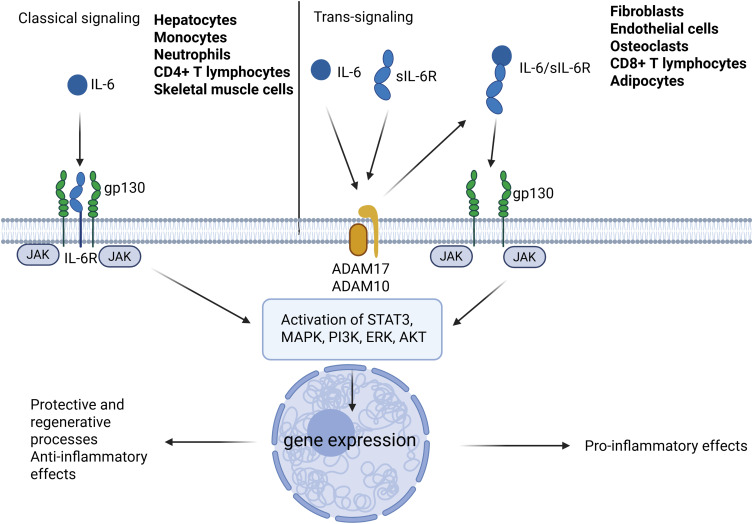 The Dual Role of Myokines in Fatigue Associated with Inflammatory Joint Diseases.