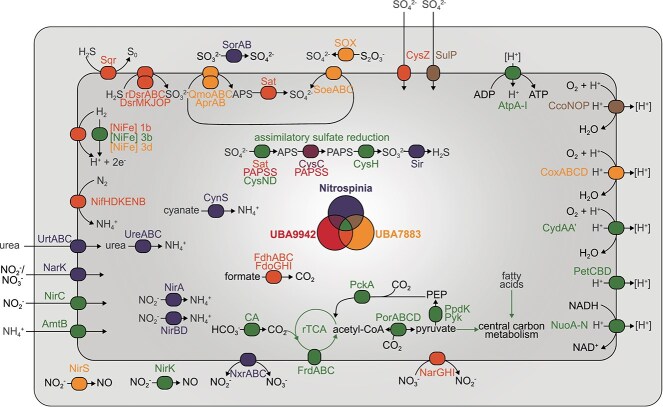 Correction to: Metabolic and phylogenetic diversity in the phylum Nitrospinota revealed by comparative genome analyses.
