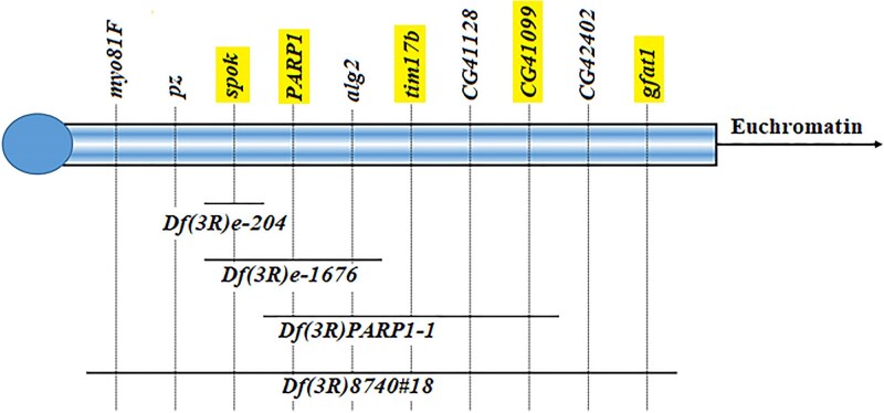 Alleles of Chaser, a dominant modifier of the Drosophila melanogaster foraging gene, are consistent with variegating alleles of the heterochromatic gene spookier.