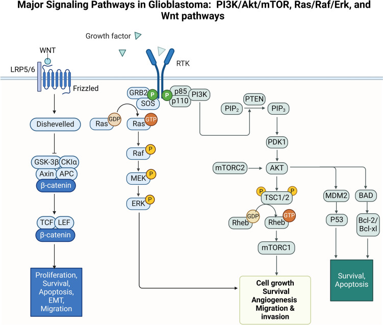 Evolving therapeutic strategies in glioblastoma: traditional approaches and novel interventions.