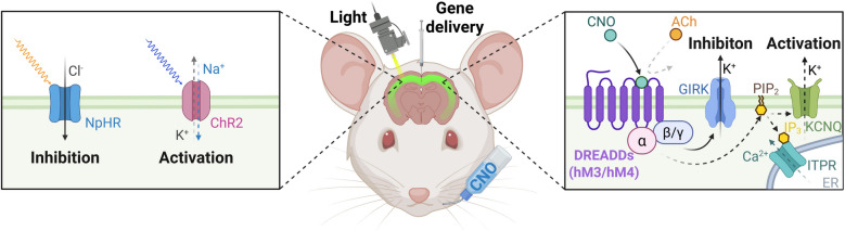 Cutting-edge technologies in neural regeneration.