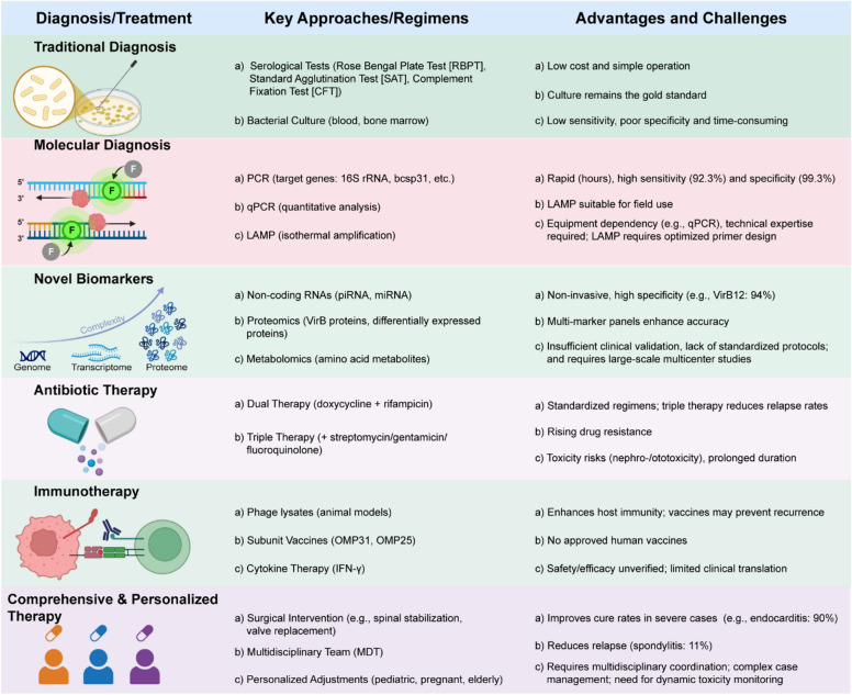 Progress in brucellosis immune regulation inflammatory mechanisms and diagnostic advances.