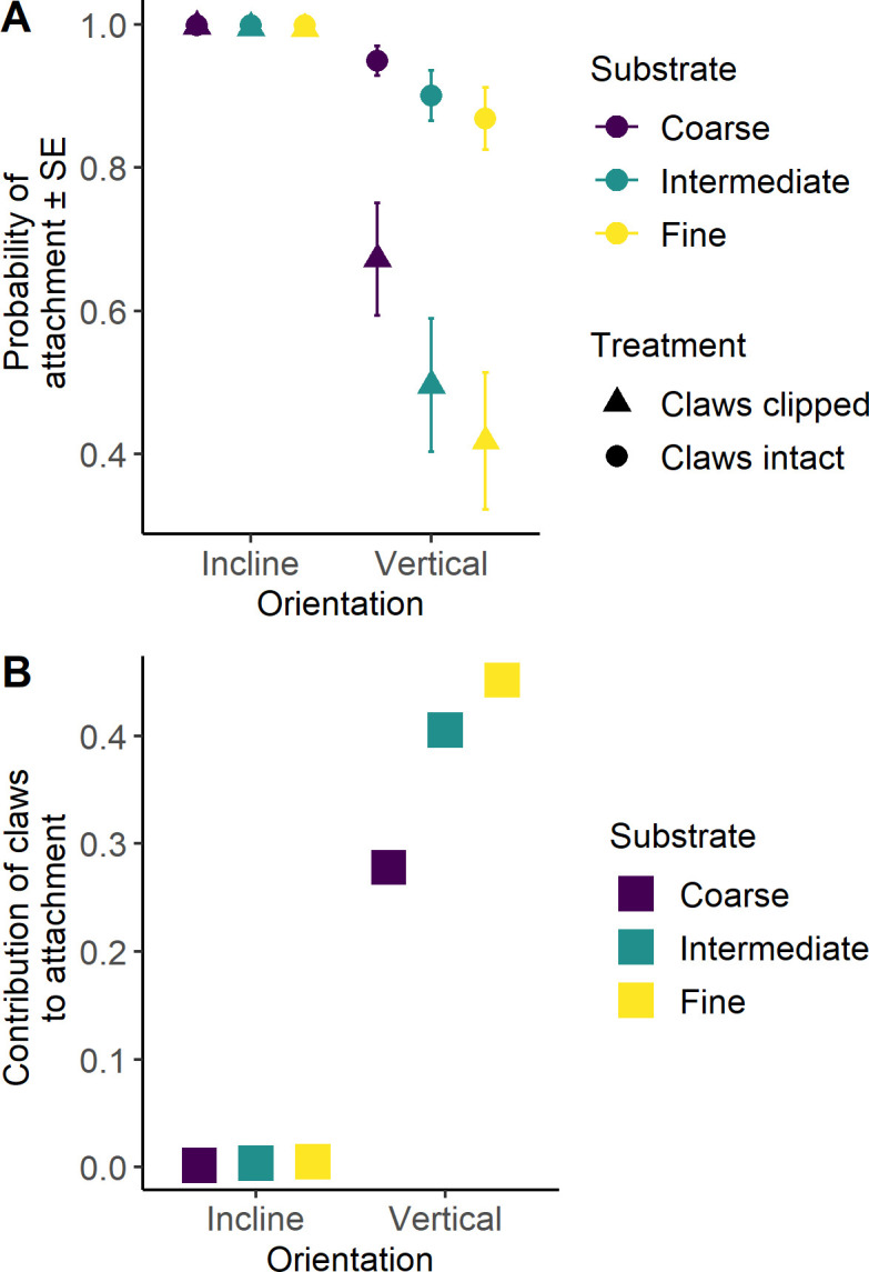 What's the point? The functional role of claws in pad-bearing taxa (Gekkota: Diplodactylidae).